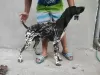 Photo №4. I will sell german shorthaired pointer in the city of Lapovo.  - price - negotiated