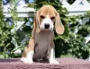 Photo №3. Wonderful beagle's puppy. Italy