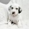 Photo №4. I will sell dalmatian dog in the city of Berlin. private announcement - price - 400$