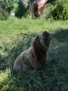 Additional photos: Purebred Lagotto Romagnolo Puppies