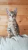 Photo №1. savannah cat - for sale in the city of Los Angeles | 350$ | Announcement № 112161