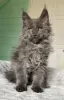 Photo №2 to announcement № 99497 for the sale of maine coon - buy in United States private announcement, from nursery, from the shelter