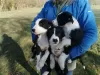 Photo №1. border collie - for sale in the city of Münster | negotiated | Announcement № 82391