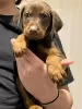 Additional photos: Cute Dobermann Puppies