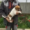 Photo №3. Jack Russell Terrier puppies. Russian Federation