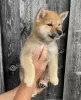 Photo №1. shiba inu - for sale in the city of Santa Cruz de la Sierra | negotiated | Announcement № 115661