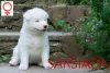 Photo №3. Yakutian Laika -beautiful puppies. Poland