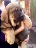 Additional photos: Beautiful Spanish Mastiff puppies