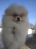 Photo №4. I will sell pomeranian in the city of Dnipro. private announcement - price - 354$