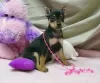 Photo №1. miniature pinscher - for sale in the city of Helsinki | negotiated | Announcement № 52239