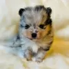 Photo №3. Beautiful Pomeranian puppies available.. United Kingdom