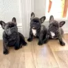 Photo №4. I will sell french bulldog in the city of Bremen.  - price - 376$