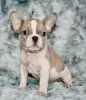 Photo №1. french bulldog - for sale in the city of Woltersdorf | negotiated | Announcement № 52287