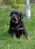 Photo №4. I will sell rottweiler in the city of Bobruisk. from nursery - price - 1057$