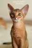 Photo №2 to announcement № 66763 for the sale of abyssinian cat - buy in Poland private announcement, from nursery, breeder