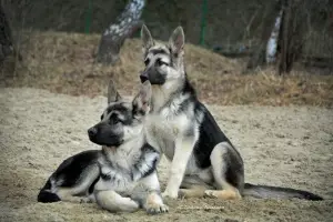 Photo №2 to announcement № 2891 for the sale of east-european shepherd, chinese crested dog - buy in Russian Federation from nursery