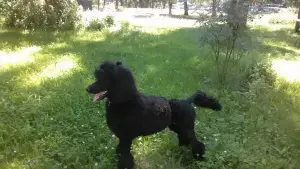 Additional photos: Great Black Poodle