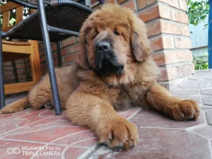 Additional photos: Tibetan mastiff