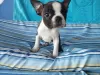 Additional photos: Boston Terrier