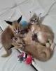 Photo №3. ocelot, serval and caracal kittens available. France