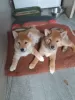 Photo №1. shiba inu - for sale in the city of Geļenova | Is free | Announcement № 119462