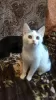 Additional photos: A little cat, kitten Lyalya, was rescued from the street and is looking for a