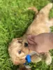 Additional photos: Cavapoo Cavadoodle