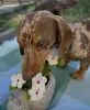 Photo №4. I will sell dachshund in the city of Berlin.  - price - 317$