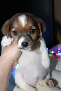 Additional photos: Jack Russell Terrier