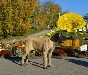 Additional photos: English Mastiff bred puppies