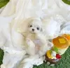 Photo №3. MALTESE PUPPY. United States