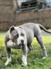 Additional photos: AMERICAN BULLY PUPPIES