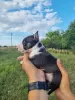 Additional photos: Miniature Bull Terrier FCI