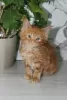 Photo №2 to announcement № 10943 for the sale of maine coon - buy in Russian Federation private announcement