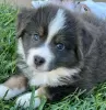 Photo №2 to announcement № 123106 for the sale of australian shepherd - buy in Australia 