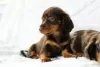 Photo №1. dachshund - for sale in the city of Антверпен | 264$ | Announcement № 45538