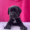 Additional photos: Cane Corso great bloodline champion puppies pedigree FCI