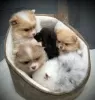 Photo №4. I will sell pomeranian in the city of Fresno. breeder - price - 350$