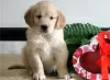 Photo №1. golden retriever - for sale in the city of Бохум | 179$ | Announcement № 129375