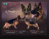 Photo №1. german shepherd - for sale in the city of Kozy | 1040$ | Announcement № 27790