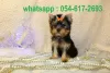 Photo №2 to announcement № 19571 for the sale of yorkshire terrier - buy in Israel private announcement, breeder