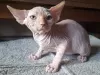 Photo №1. sphynx cat - for sale in the city of Дармштадт | negotiated | Announcement № 117212