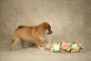 Additional photos: Wonderful shiba inu puppies