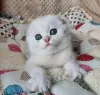 Photo №1. scottish fold - for sale in the city of Los Angeles | 300$ | Announcement № 99296