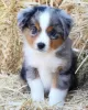 Photo №1. australian shepherd - for sale in the city of Амстердам | negotiated | Announcement № 84080