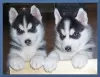 Photo №1. siberian husky - for sale in the city of Калифорния Сити | negotiated | Announcement № 75882