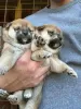 Additional photos: Shiba Inu TOP puppies