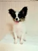 Photo №1. papillon dog - for sale in the city of Москва | 781$ | Announcement № 93615