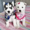 Photo №1. siberian husky - for sale in the city of Флорида Сити | 400$ | Announcement № 127292