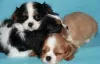 Photo №3. Cavalier King Charles Spaniel puppies. Russian Federation